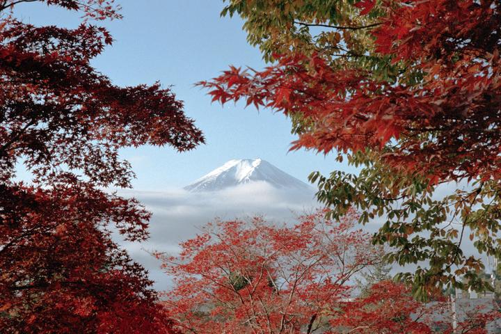 Mount Fuji rises above a layer of clouds, framed by autumn foliage.