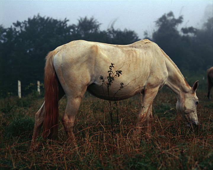 A horse grazes in a field on a hazy morning.