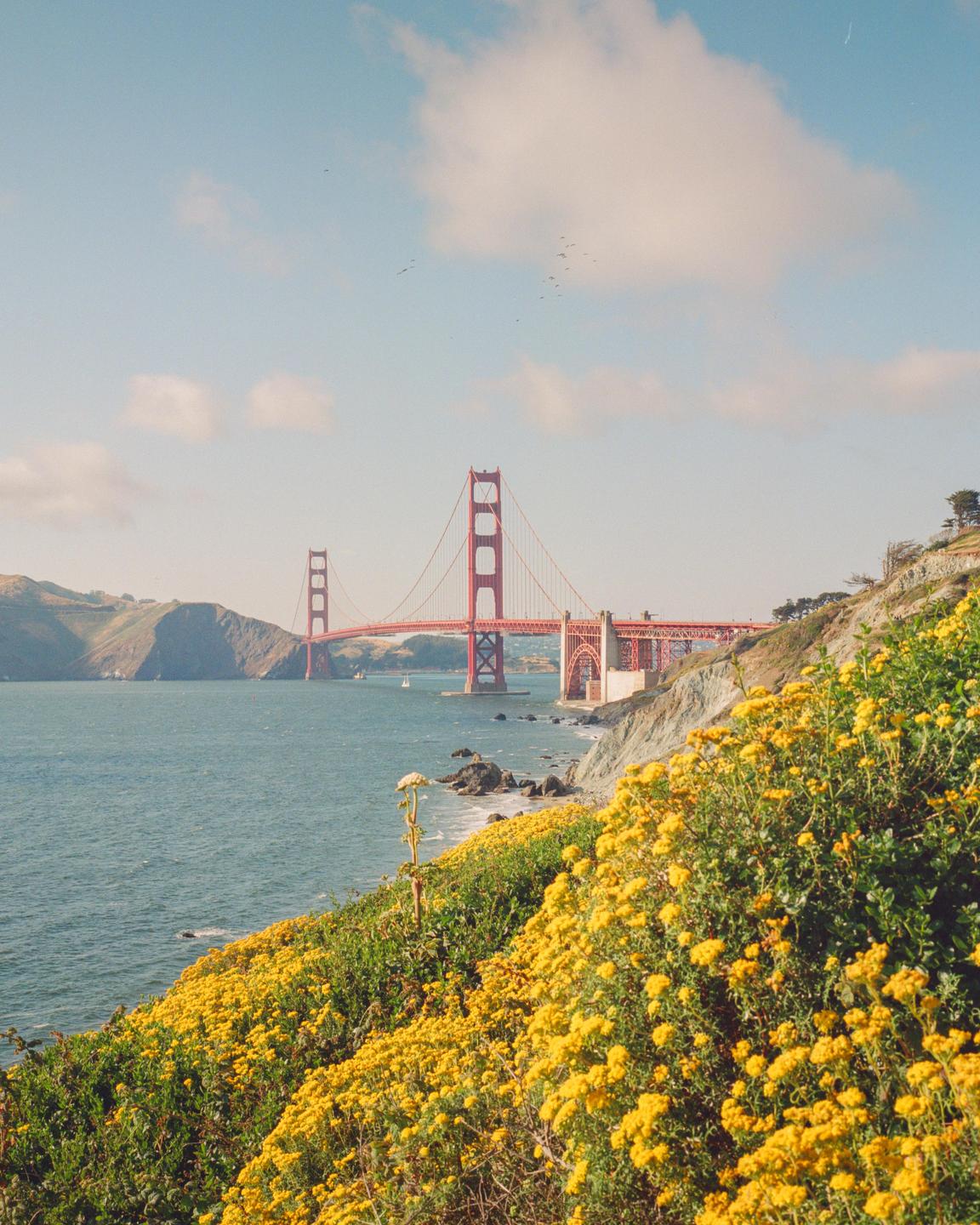 The Golden Gate Bridge spans a body of water with a hillside covered in yellow flowers in the foreground.