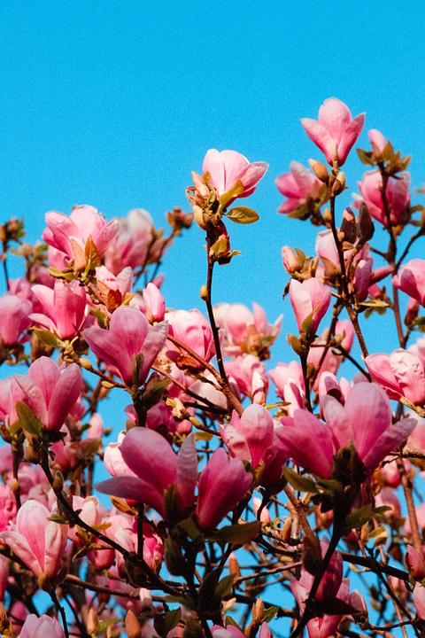 Pink magnolia blossoms are visible against a clear blue sky.