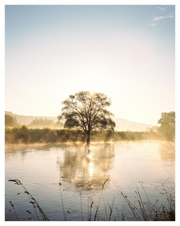 A tree stands in a misty river with the sun shining behind it.