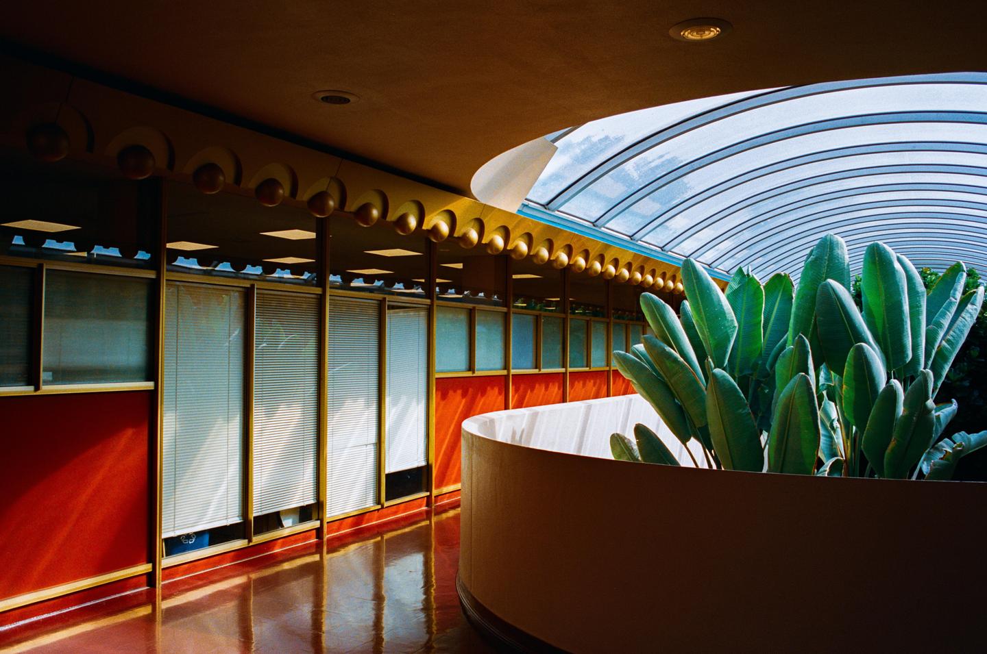 A large plant with broad leaves grows in a planter next to a hallway with a curved glass ceiling.