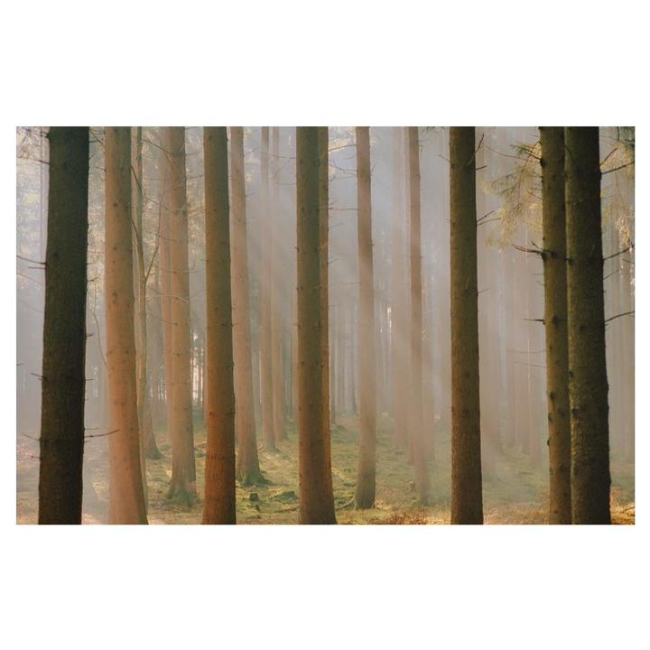 Sunlight streams through a hazy forest of tall, slender trees with mossy ground.