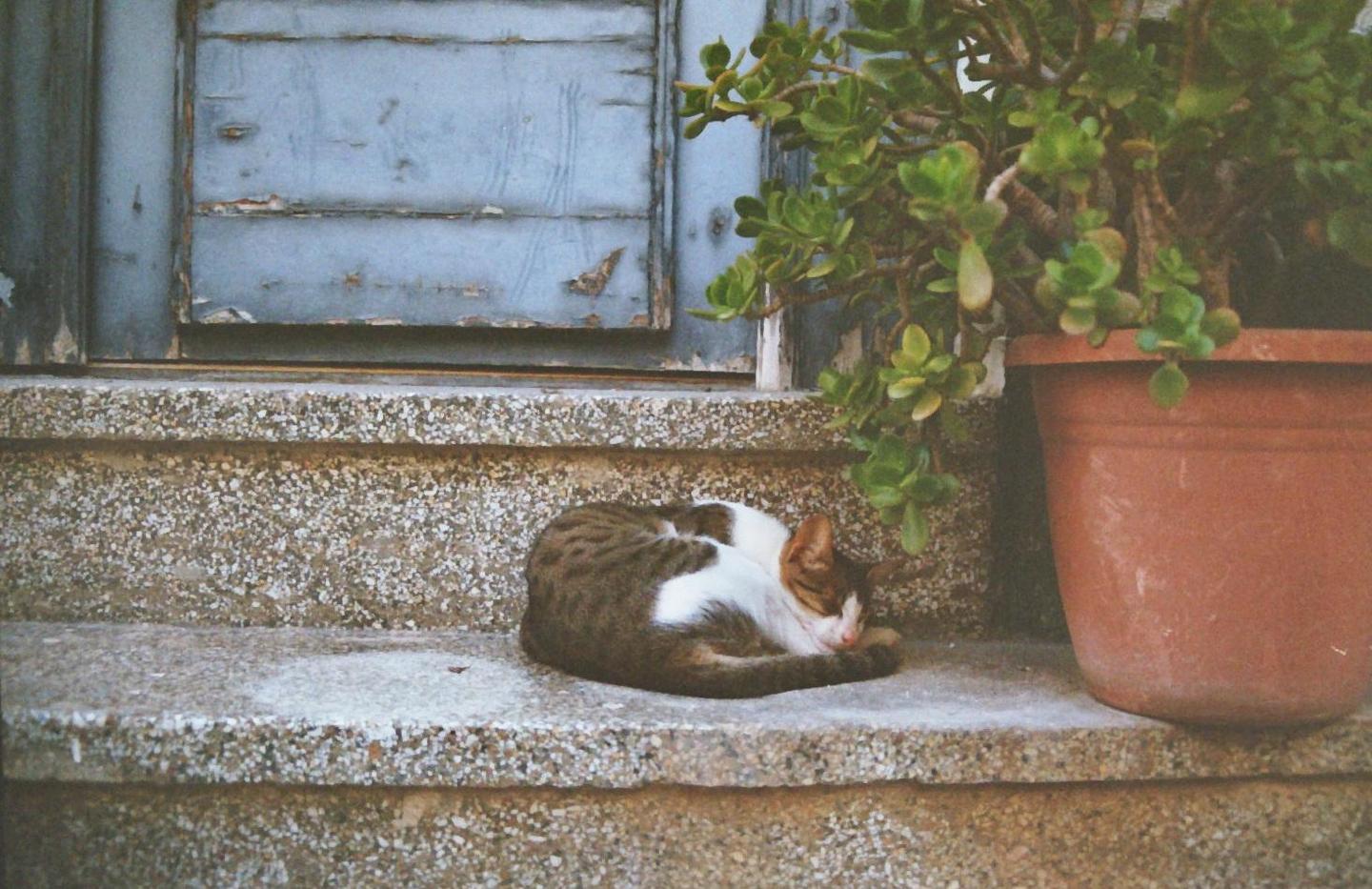 A cat sleeps curled up on a stone step next to a potted plant and a weathered blue door.