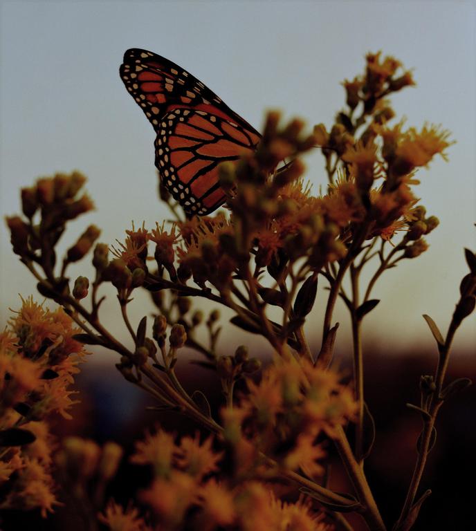 A monarch butterfly rests on a plant with small yellow flowers against a light sky.
