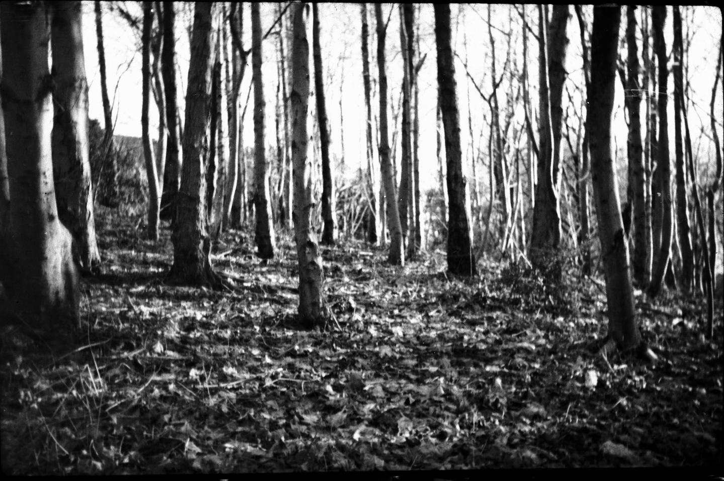 A forest of tall, slender trees with fallen leaves covering the ground is shown in black and white.