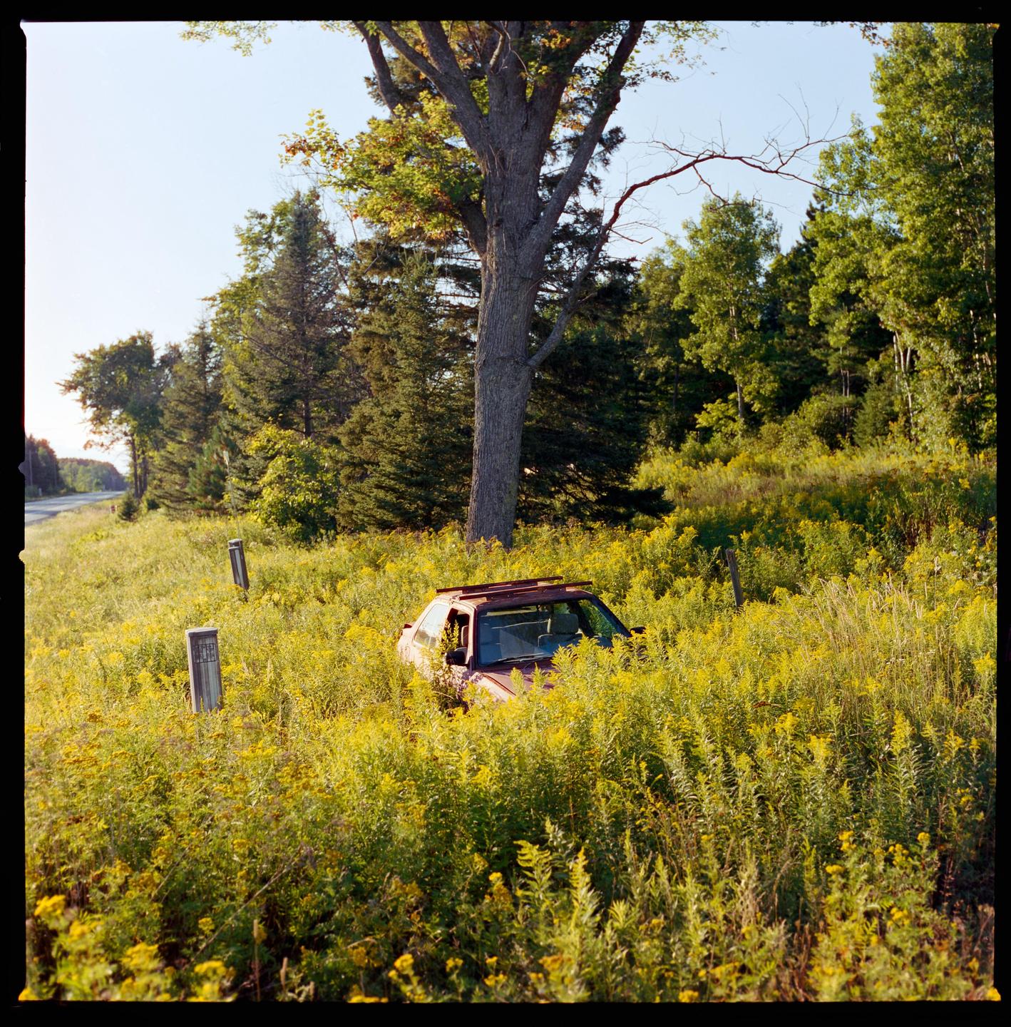 A red car is partially hidden in a field of tall yellow wildflowers next to a road and a forest.