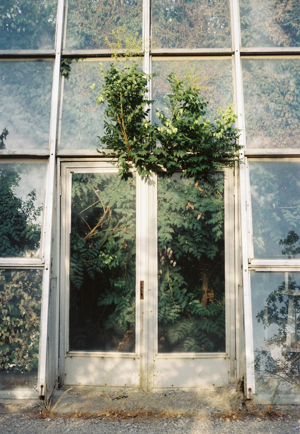 A glass door and windows are overgrown with green foliage.