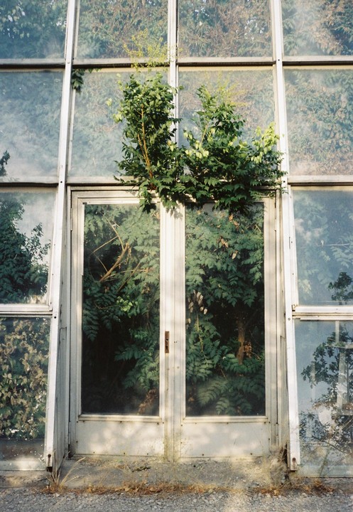 A glass door and windows are overgrown with green foliage.