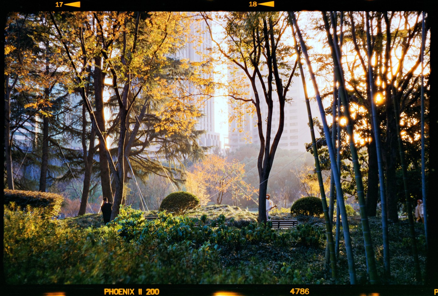 Sunlight streams through trees and bamboo in a park with distant buildings and two people.
