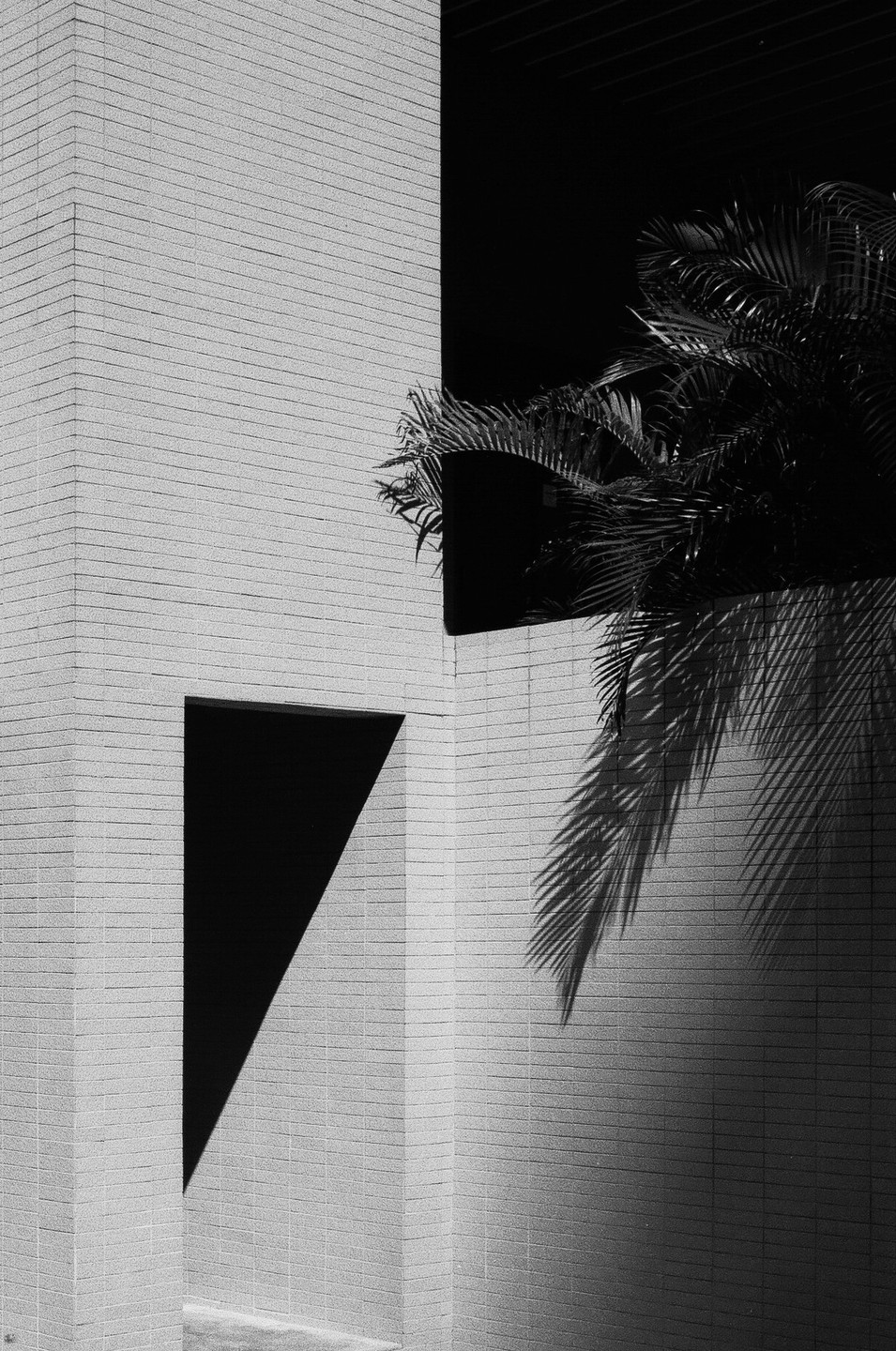 A palm tree and its shadow are cast on a brick building with a triangular shadow.