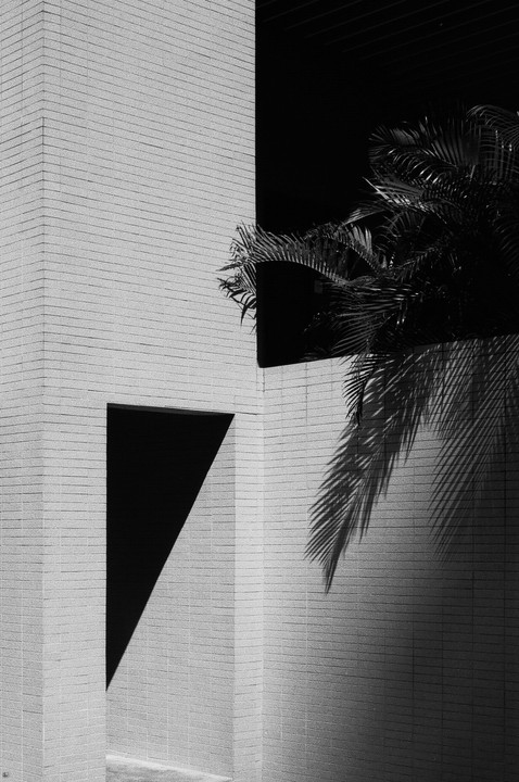 A palm tree and its shadow are cast on a brick building with a triangular shadow.