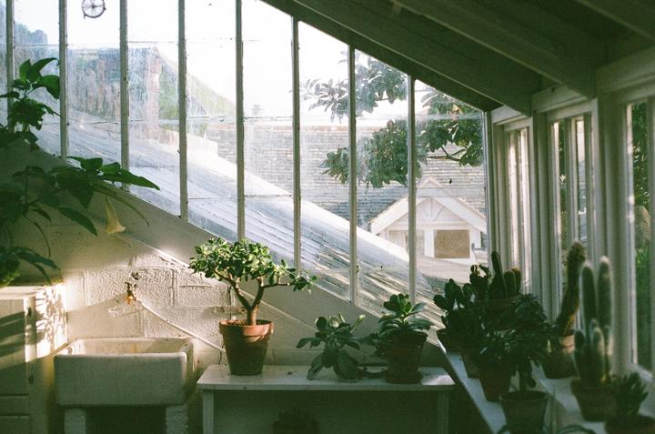 Potted plants sit on a shelf in a sunlit greenhouse with a view of rooftops outside.