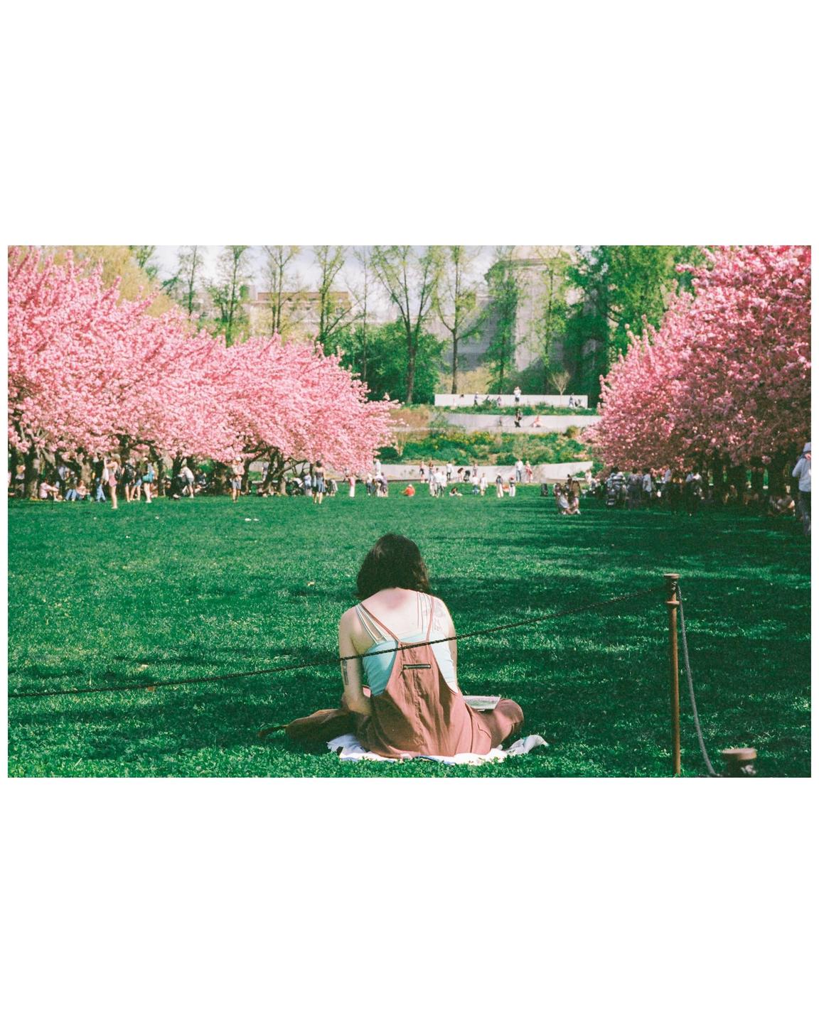 A woman sits on a blanket in a grassy park, surrounded by blooming pink trees and other people.