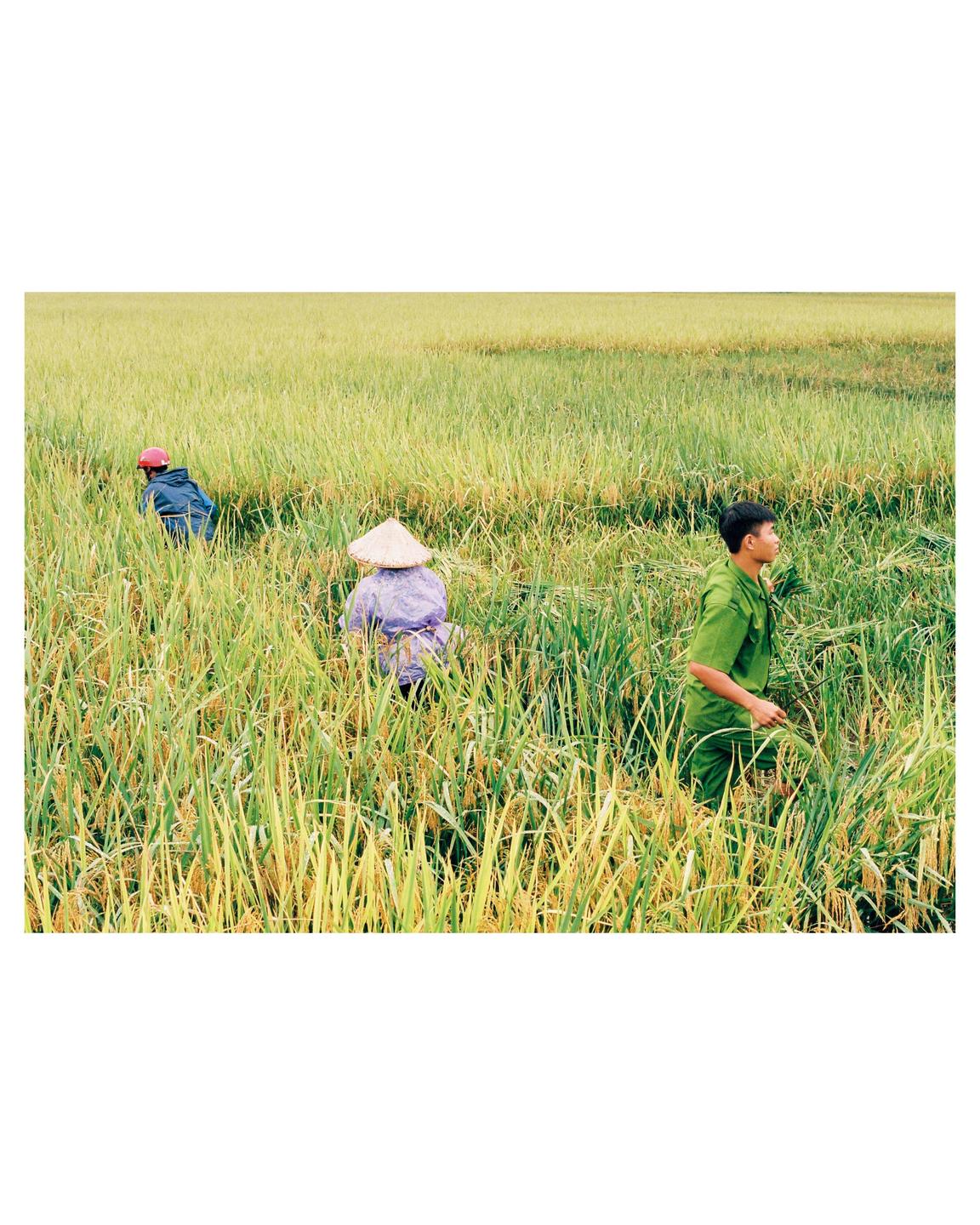 Three people are harvesting rice in a field.
