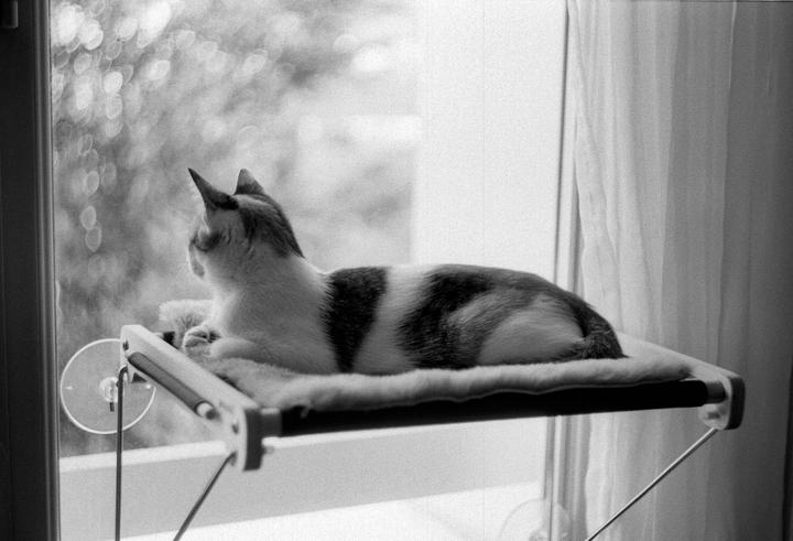 A cat lies on a window perch, looking out the window.
