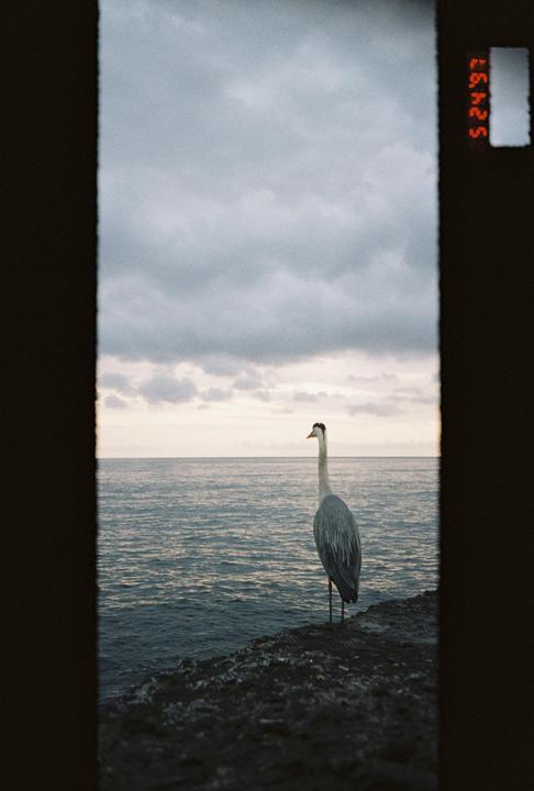 A heron stands on a rocky shore looking out at the Mediterranean Sea under a cloudy sky.