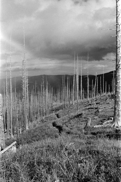 A hillside covered in dead trees and tall grass is visible under a cloudy sky.