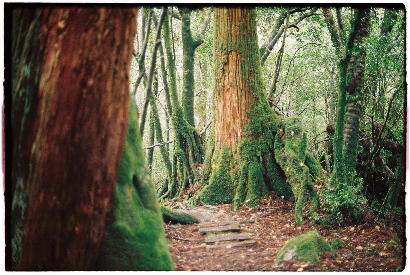 A path of wooden steps leads through a forest with moss-covered tree trunks and roots.