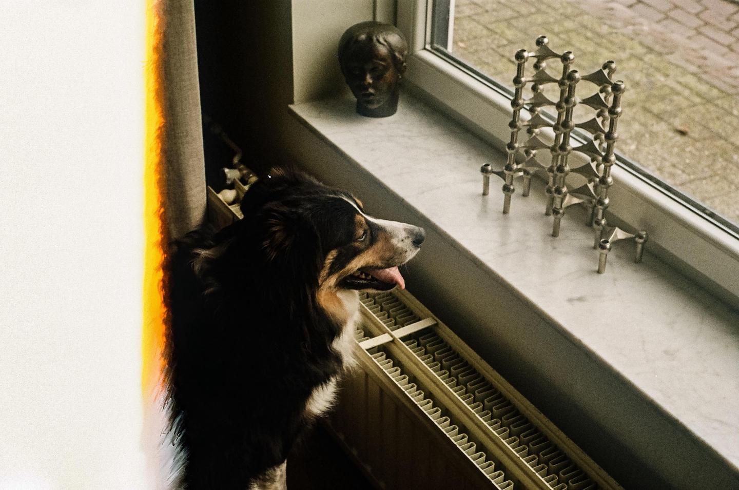 A dog looks out a window next to a metal sculpture and a bust.