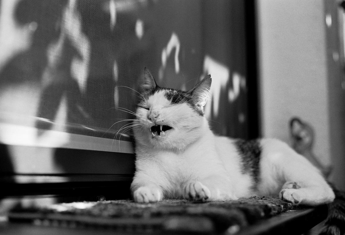 A cat with its eyes closed and mouth open is lying on a textured surface next to a window with shadows.