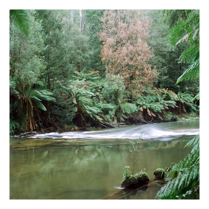 A river flows through a lush forest with large ferns and trees.