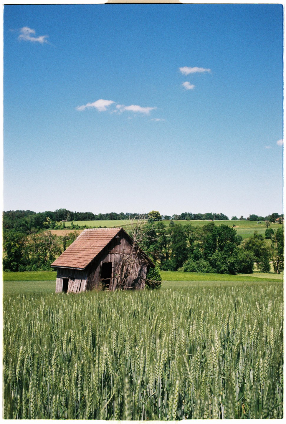 An old wooden shed with a red roof stands in a field of green crops under a blue sky with scattered clouds.