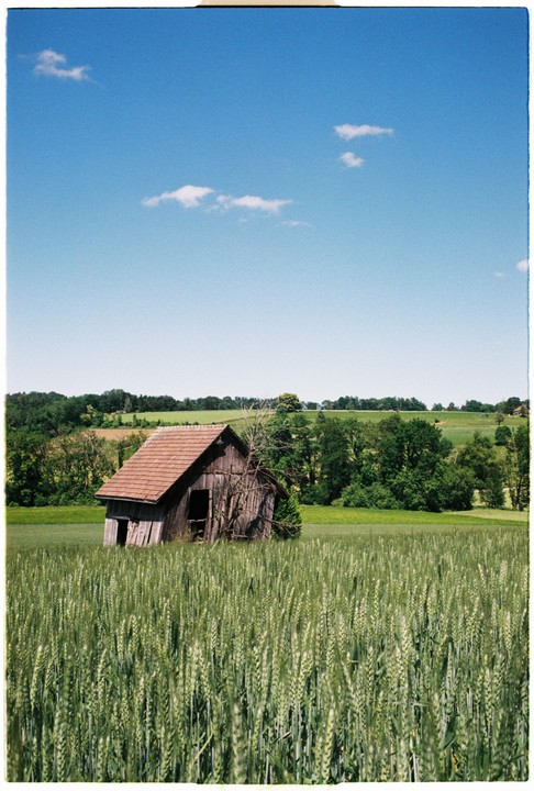 An old wooden shed with a red roof stands in a field of green crops under a blue sky with scattered clouds.