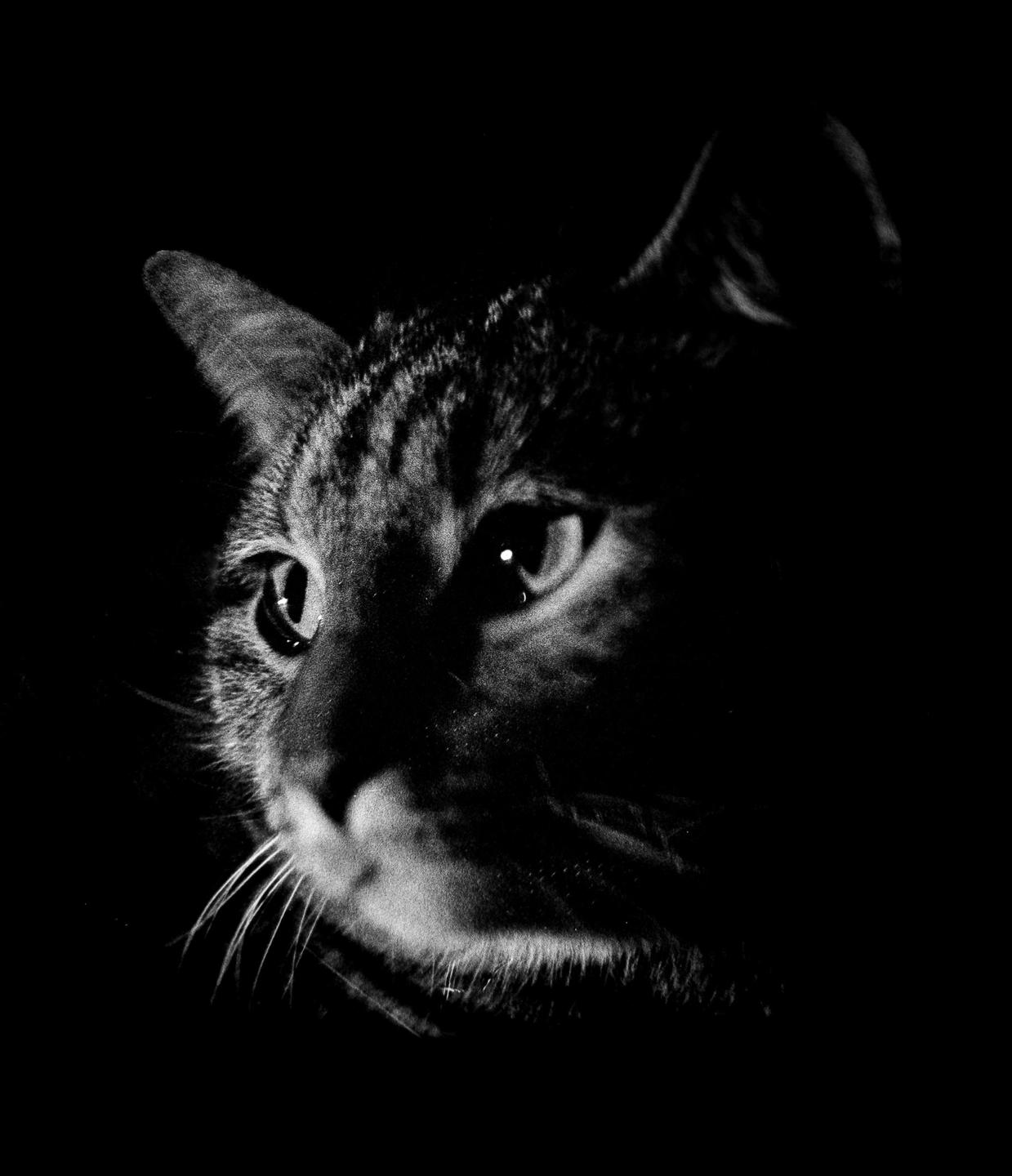 A cat's face is visible in a high contrast black and white close-up.