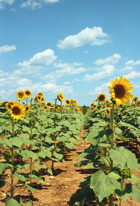 A field of sunflowers stands under a bright blue sky with scattered white clouds.