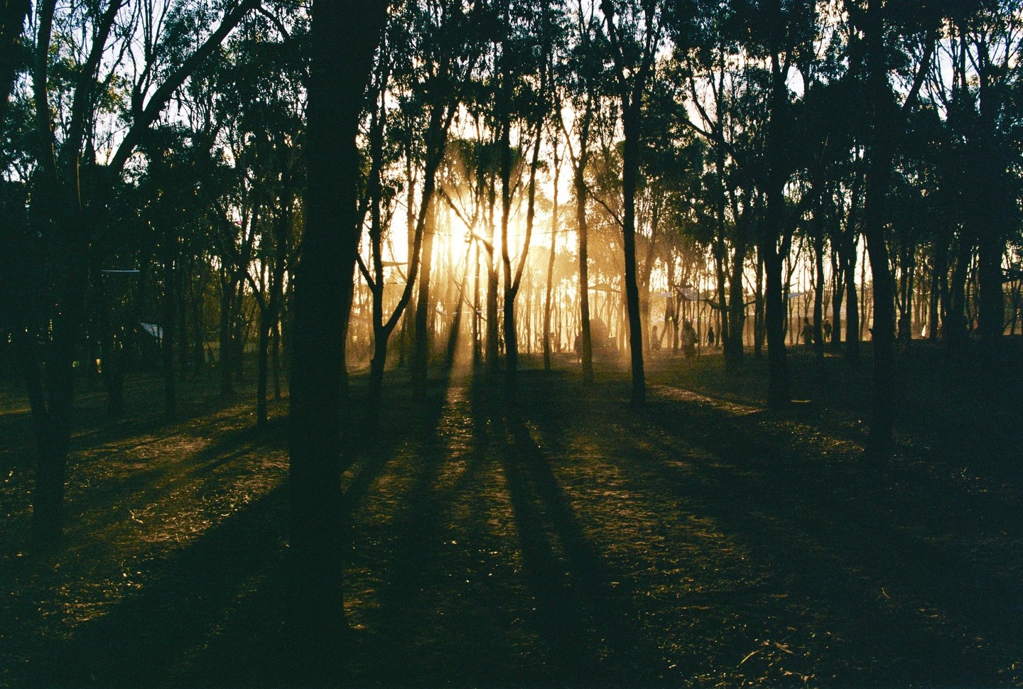 Sunlight streams through a forest, casting long shadows on the ground.