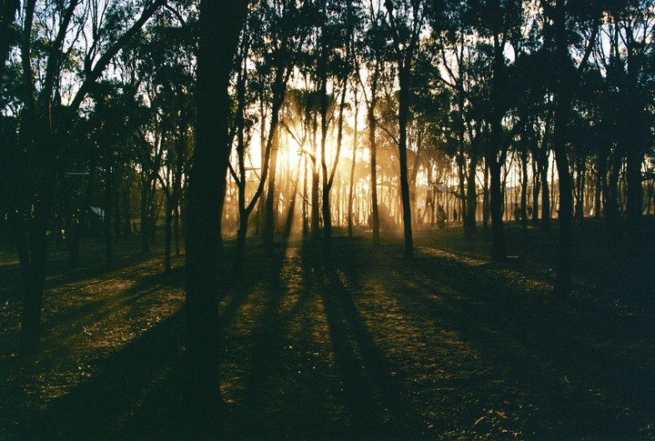 Sunlight streams through a forest, casting long shadows on the ground.