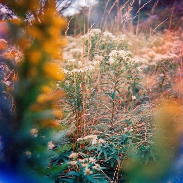 A field of white wildflowers and tall grass is shown with a blurred foreground.