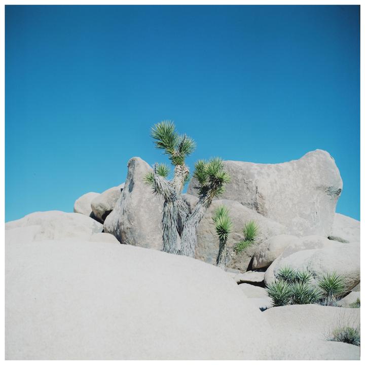 A joshua tree grows among large boulders under a clear blue sky.