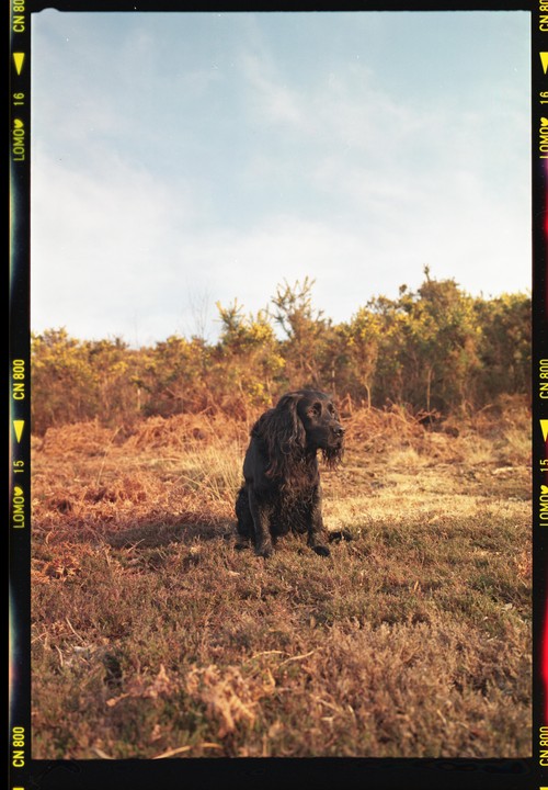 A black dog sits in a field of dry grass and shrubs under a clear sky.