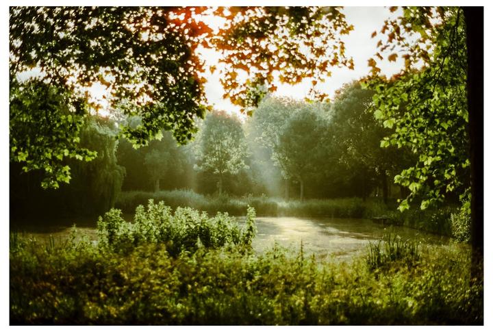 Sunlight streams through the leaves of trees onto a misty pond surrounded by lush vegetation.