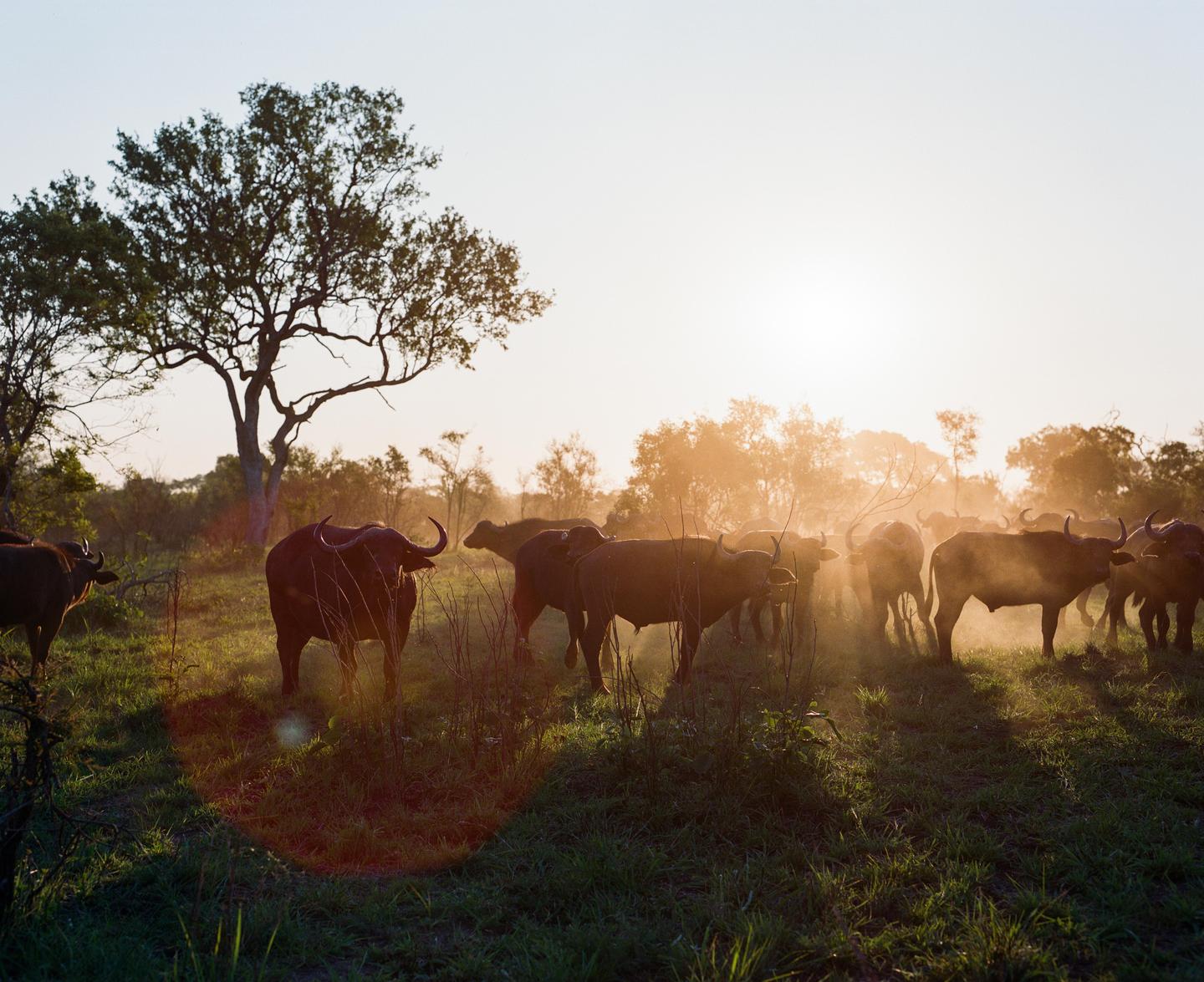 A herd of buffalo stands in a grassy field with a large tree on the left and the sun setting in the background.