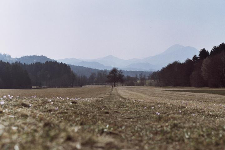 A person walks along a path in a field towards a lone tree, with mountains and forests in the background.