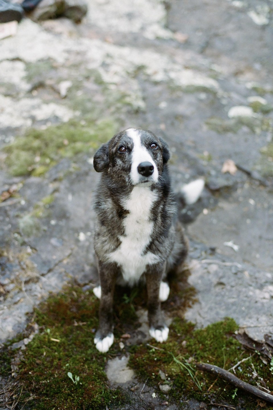 A dog with white markings on its face and chest sits on mossy ground.