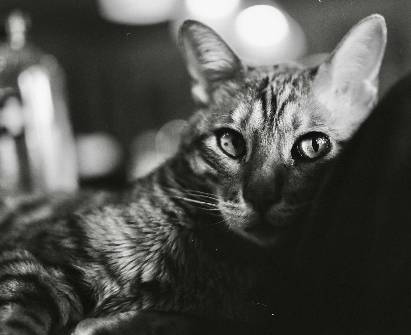 A cat with striped fur looks directly at the viewer.