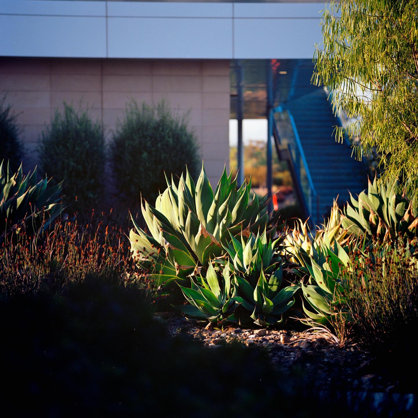 Agave plants are visible in a garden bed with a modern building and staircase in the background.