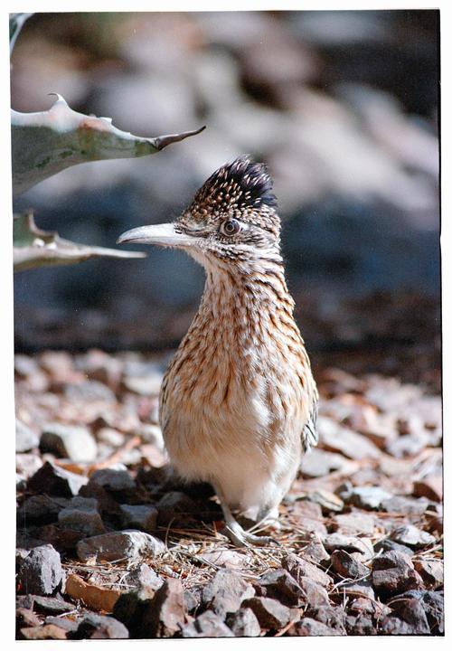 A roadrunner stands on a rocky ground with a plant in the background.