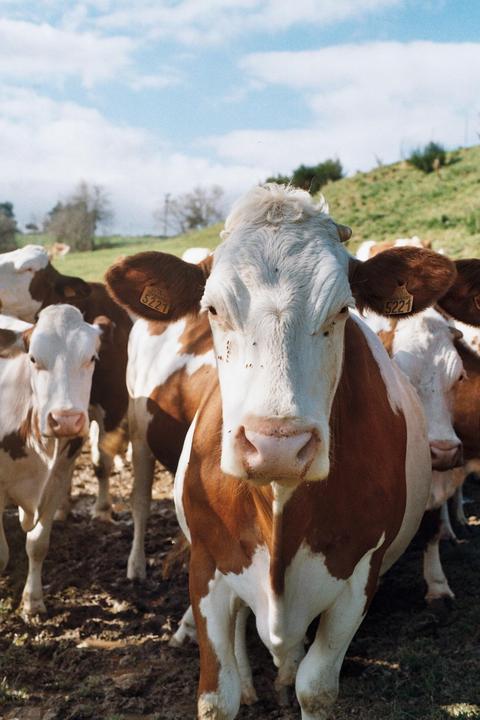 A herd of brown and white cows stands in a muddy field under a blue sky.