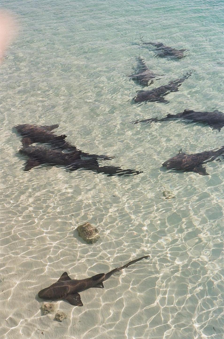 A group of sharks swims in shallow, clear water with a sandy bottom.