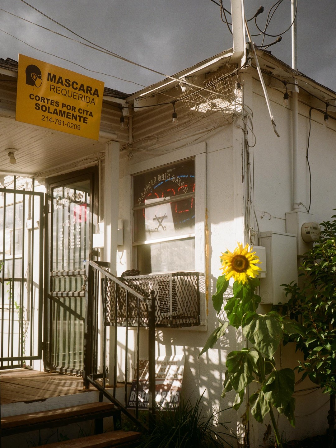 A sunflower grows next to a building with a "Daniela Hair Salon" sign in the window and a "Mascaras Requerida" sign hanging above the entrance.