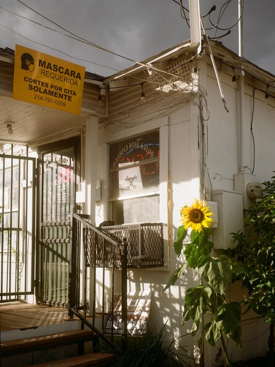 A sunflower grows next to a building with a "Daniela Hair Salon" sign in the window and a "Mascaras Requerida" sign hanging above the entrance.