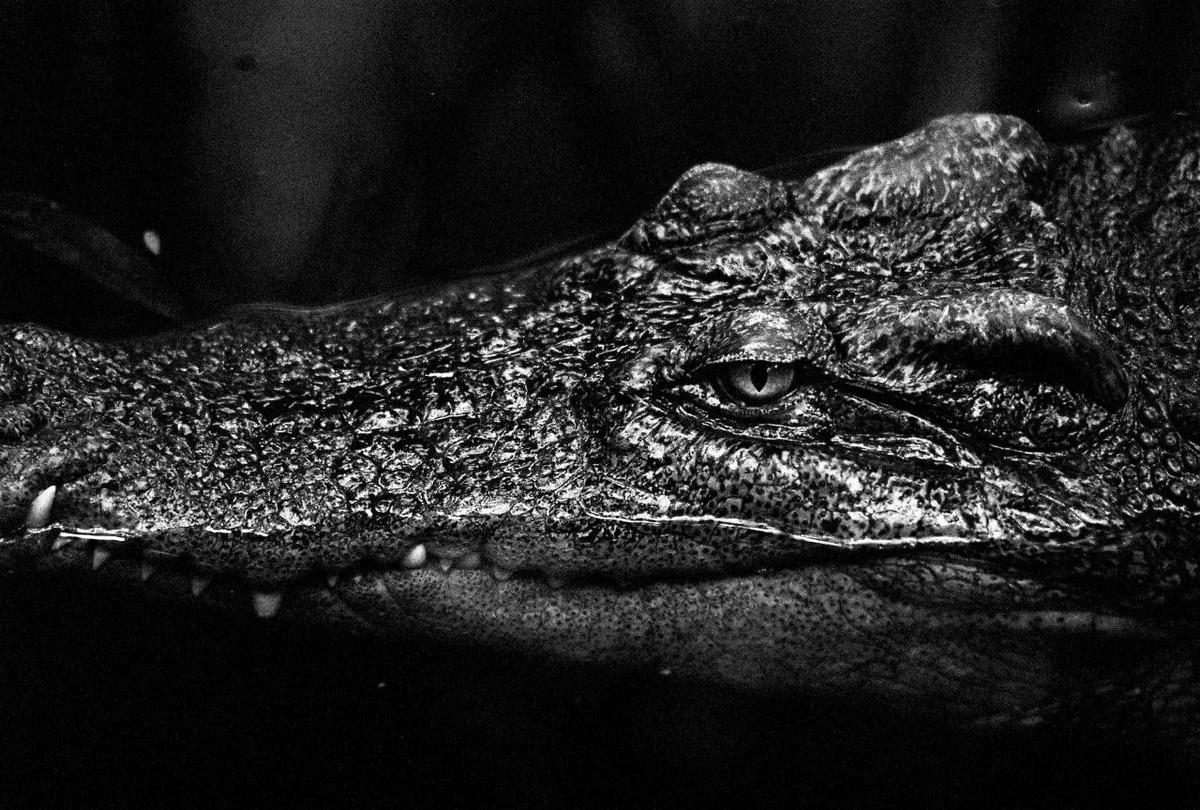 A crocodile's head is visible above water, with its eye and teeth in sharp focus.