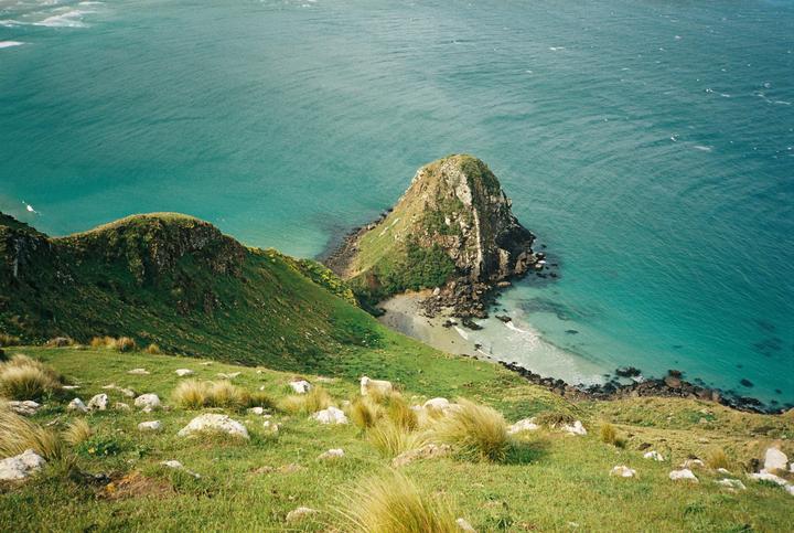 A sheep stands on a grassy hillside overlooking a bay with turquoise water and a rocky outcrop.