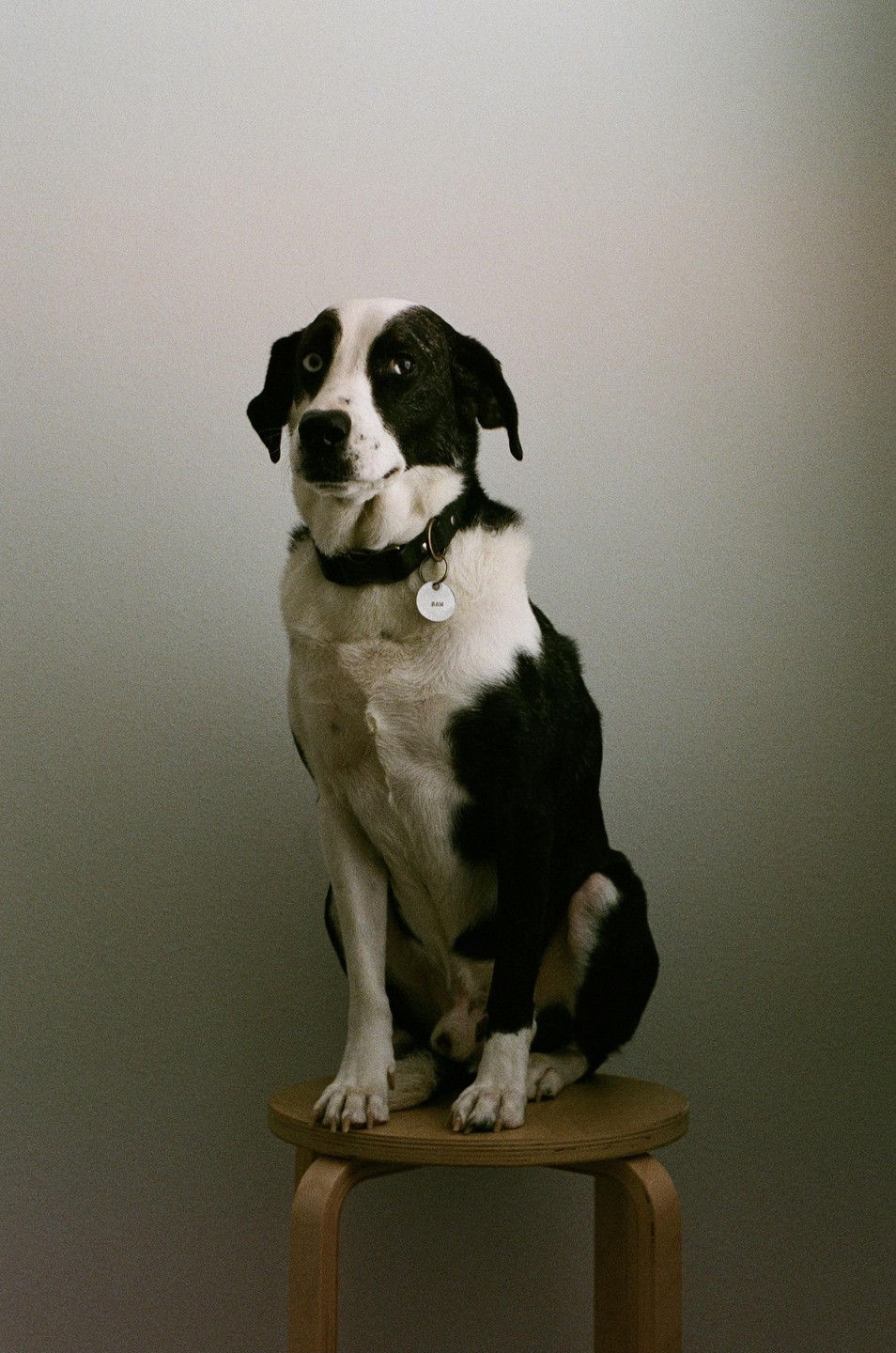 A black and white dog with heterochromia sits on a wooden stool in a studio.