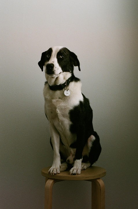 A black and white dog with heterochromia sits on a wooden stool in a studio.